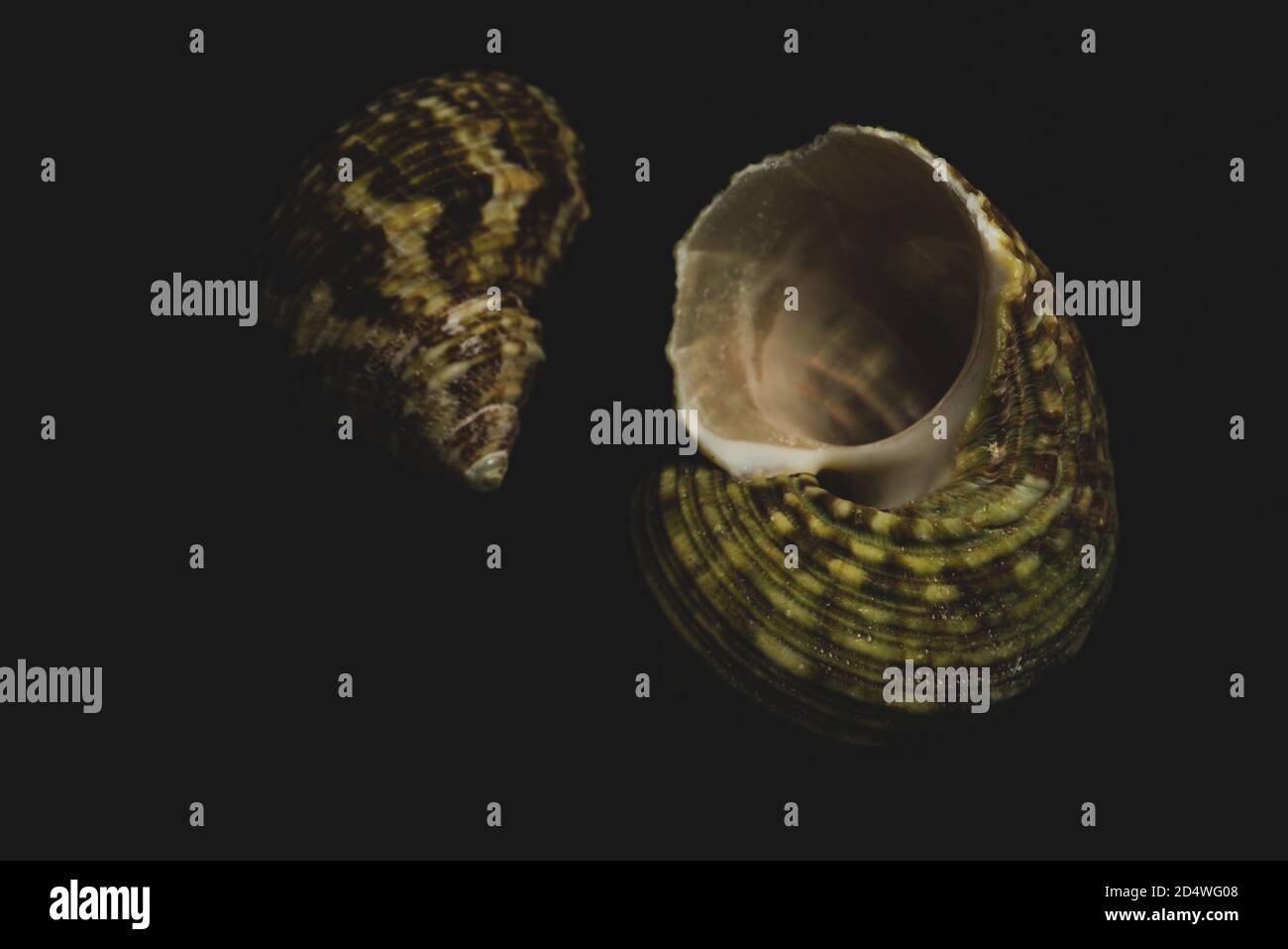 Macro shell Turban primo piano, fuoco selettivo Foto Stock
