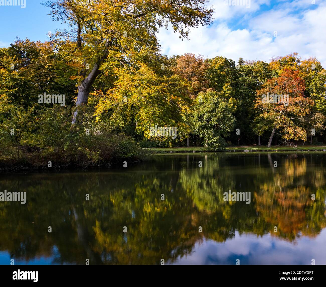 Alberi d'autunno riflessi in lago artificiale, Gosford Estate, East Lothian, Scozia, Regno Unito Foto Stock