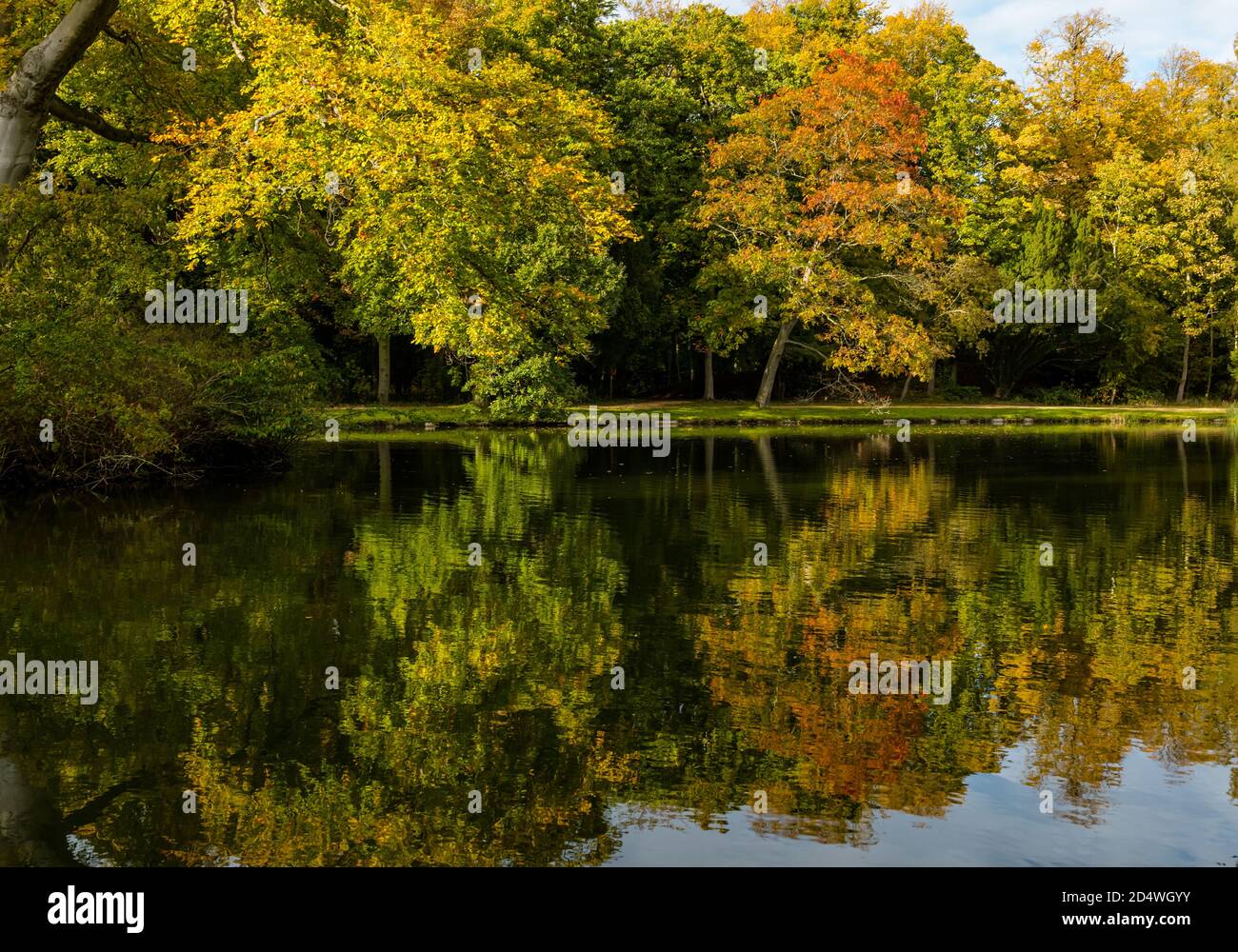 Alberi d'autunno riflessi in lago artificiale, Gosford Estate, East Lothian, Scozia, Regno Unito Foto Stock