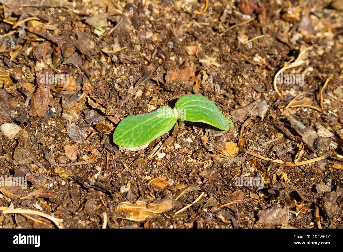 Vista dall'alto di una nuova pianta verde che germogliano dal massa Foto Stock