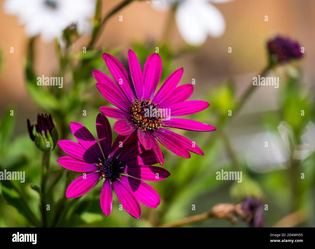 Primo piano di porpora African Daisy (Osteospermum) fiore con polline su resistenza in un giardino, Regno Unito Foto Stock