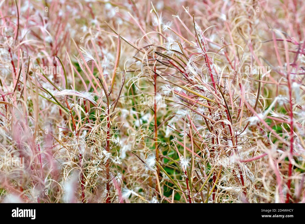 Rosebay Willowwib (epilobium, chamerion o chamaenerion angustifolium), noto anche come Fireweed, primo piano che mostra la pianta nel seme. Foto Stock