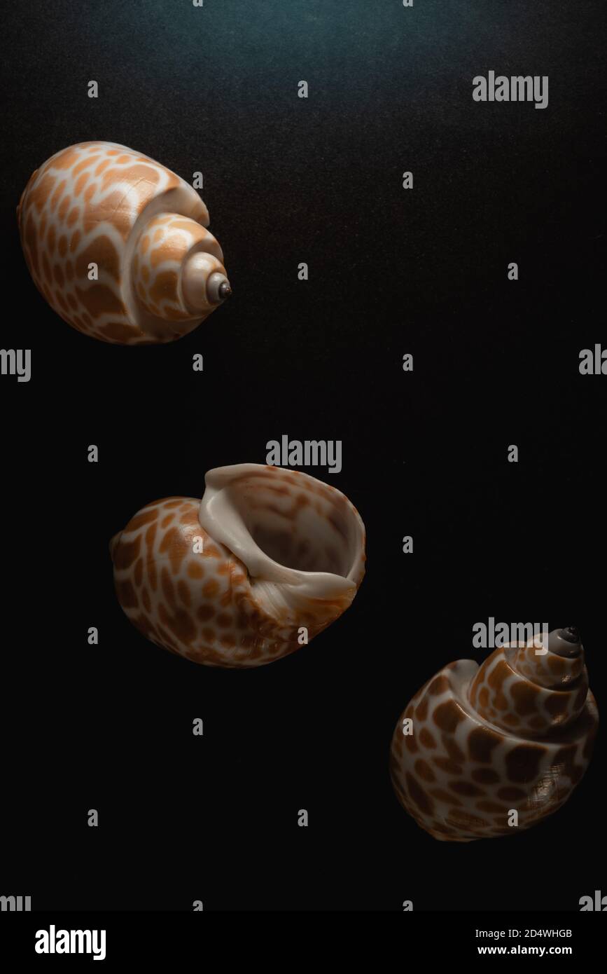 Babylon Snail shell Macro primo piano, fuoco selettivo Foto Stock