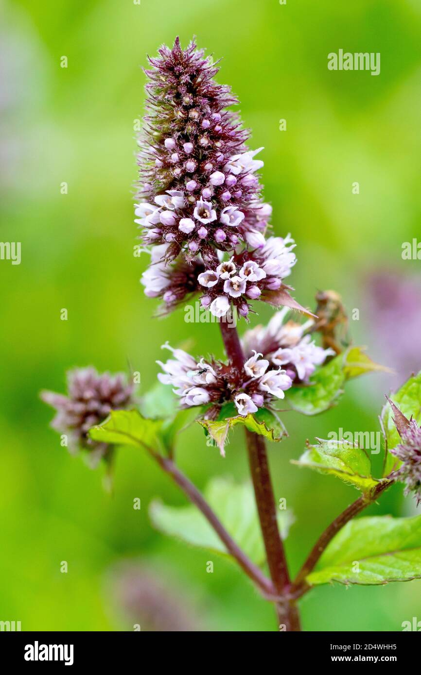 Menta verde (mentha spicata), primo piano di un picco di fioritura solitaria con profondità di campo poco profonda. Foto Stock