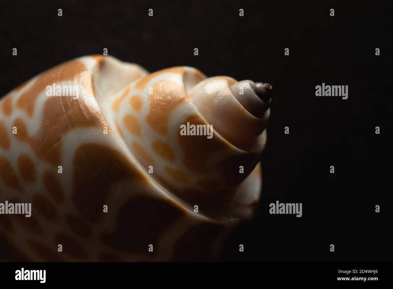 Babylon Snail shell Macro primo piano, fuoco selettivo Foto Stock