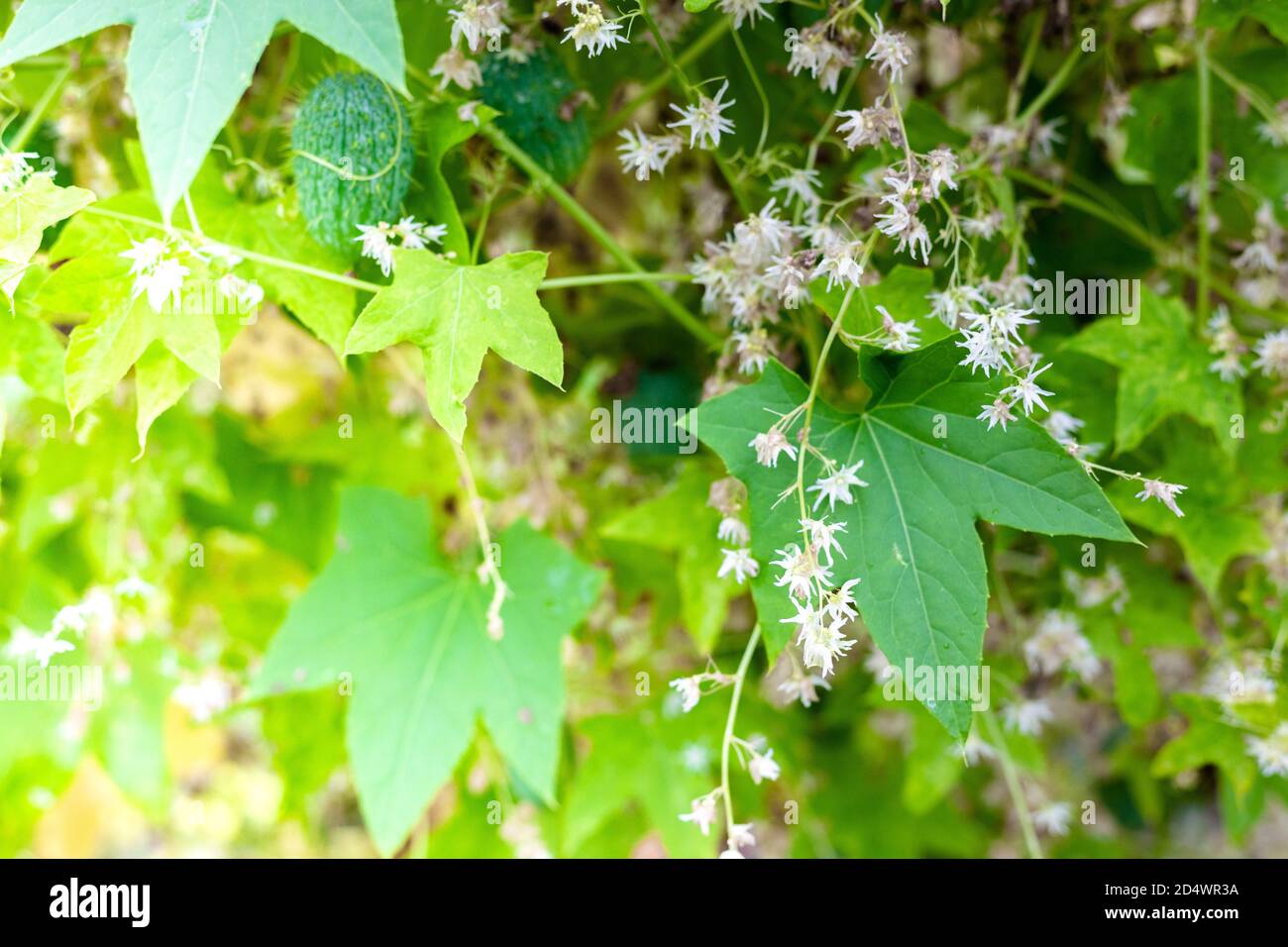 Foglie verdi e fiori bianchi di luppolo Foto Stock