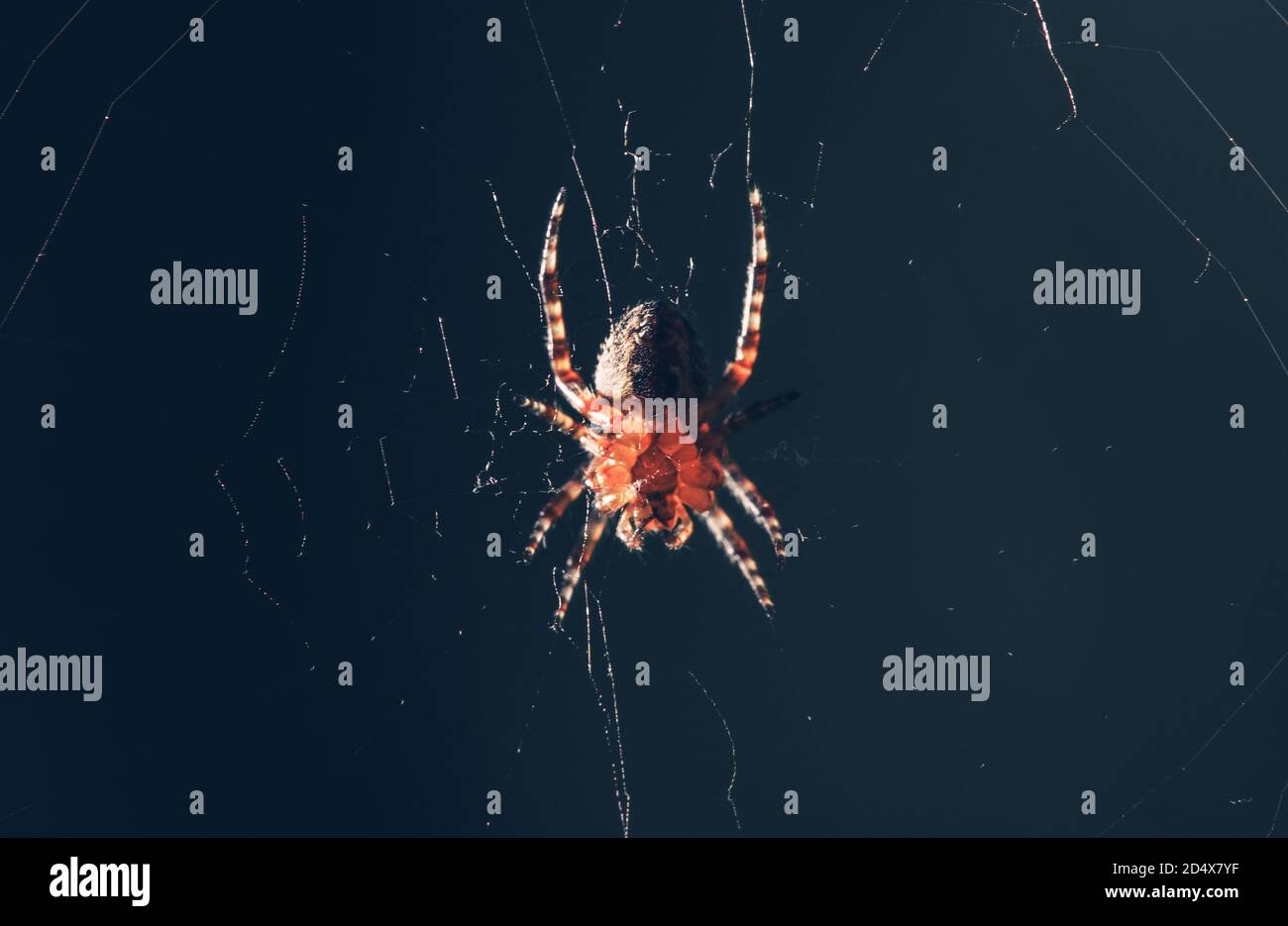 Piccolo Garden Spider al centro del Web con sfondo scuro. Fotografia macro. Foto Stock