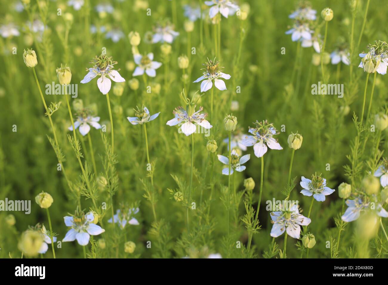 Pianta verde di cumino nero che cresce sul campo con fiori Foto Stock