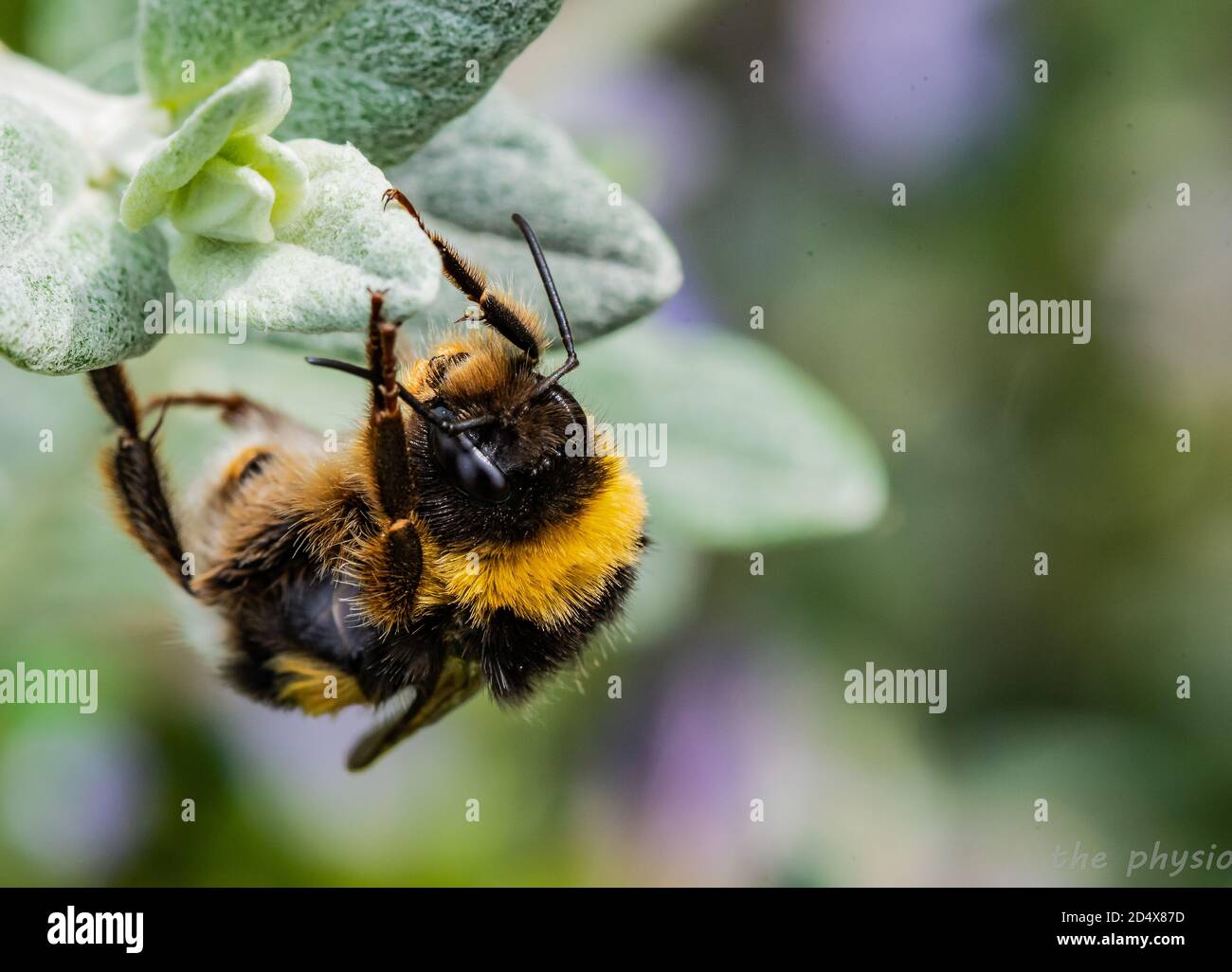 un'ape che fa esercizio Foto Stock