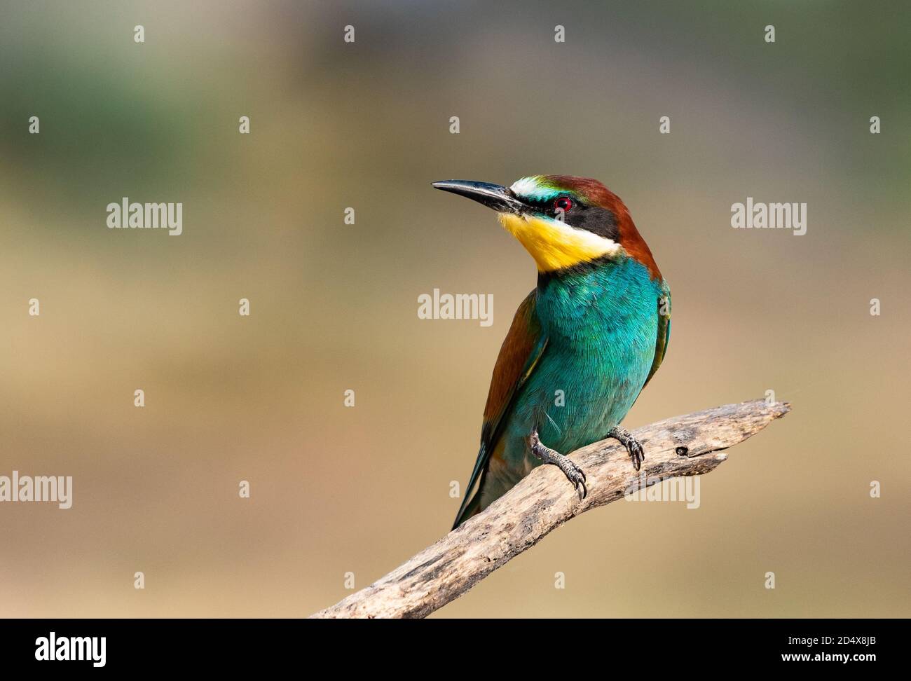 mangiatore di api in posizioni di diferenti Foto Stock