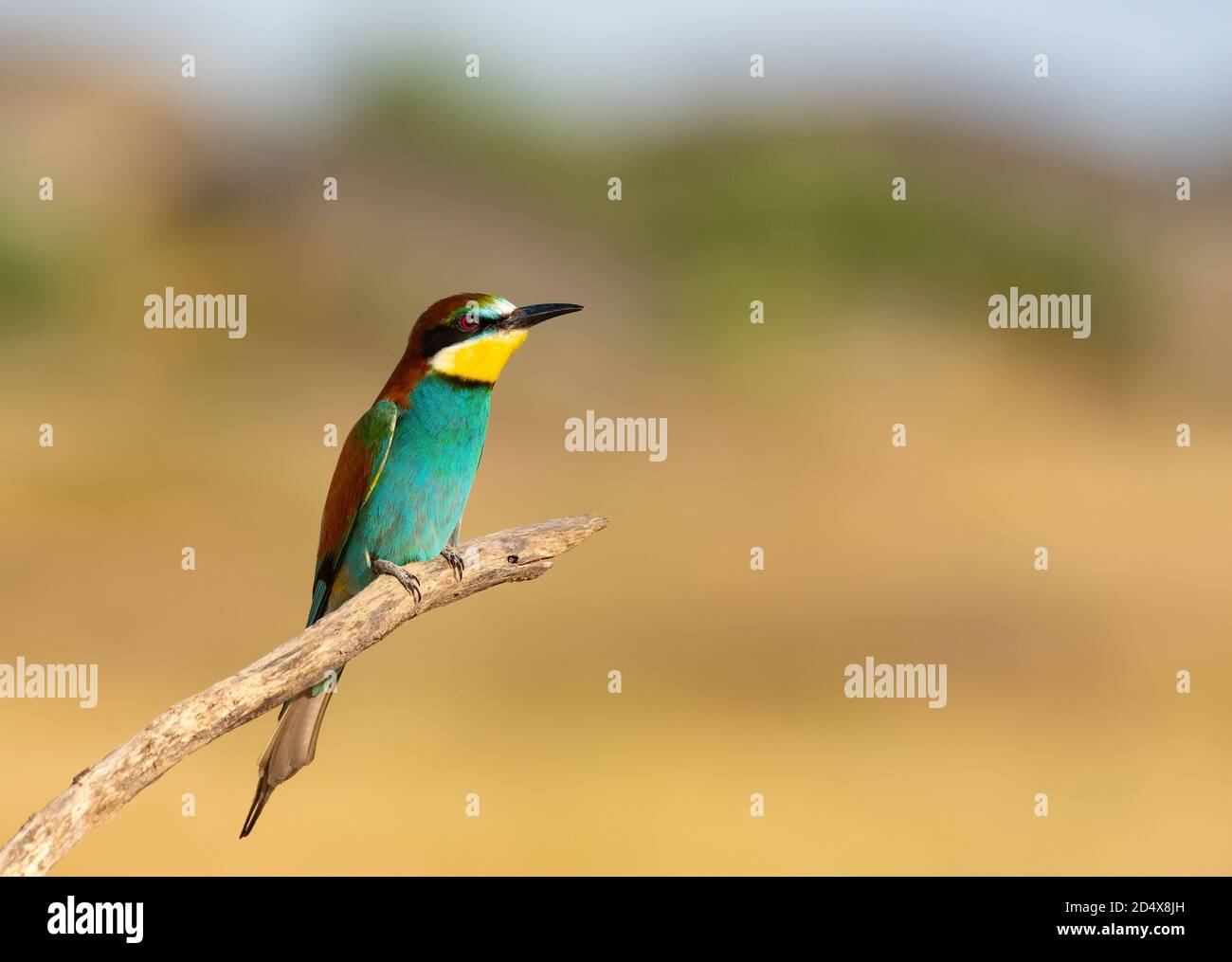 mangiatore di api in posizioni di diferenti Foto Stock