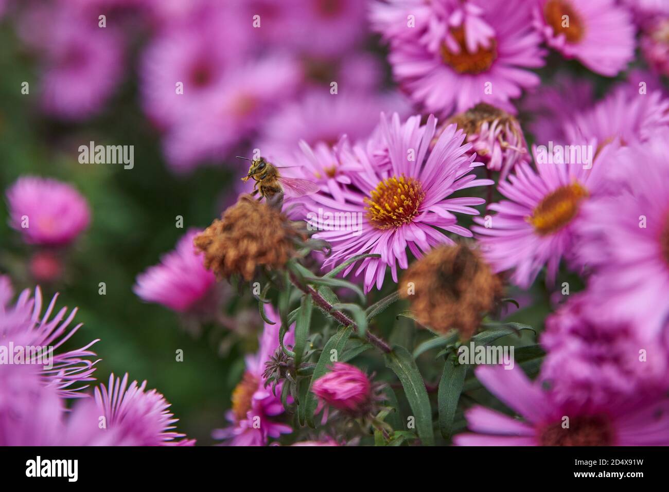 Ape che raccoglie nettare su un fiore viola. Primo piano di un'ape su un fiore viola. Ape su un astro viola. Foto Stock