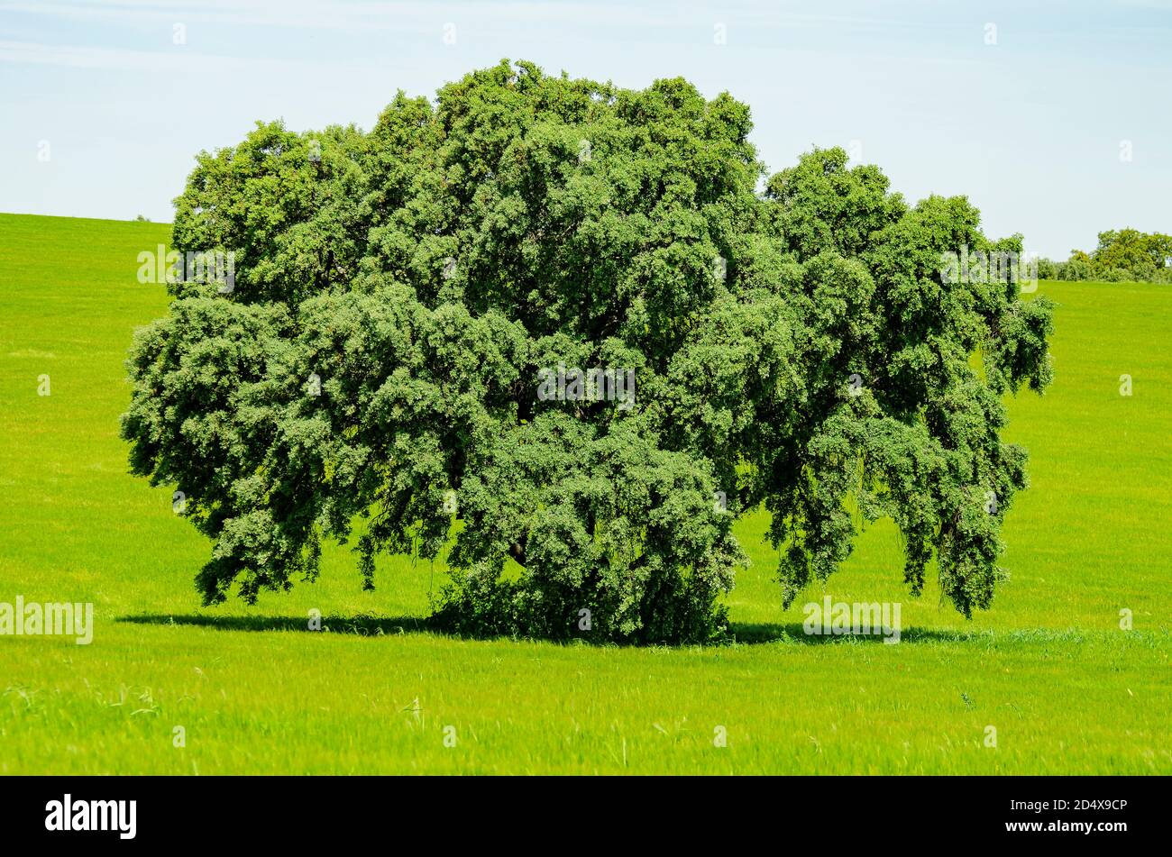 un'immagine di un albero Foto Stock