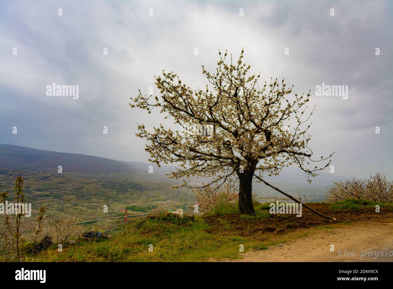 un'immagine di un albero Foto Stock