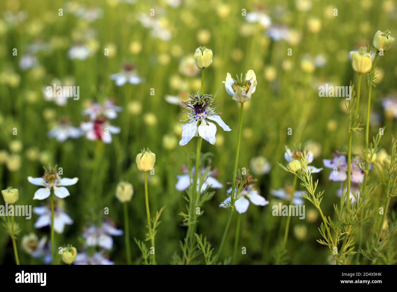 Pianta verde di cumino nero che cresce sul campo con fiori Foto Stock