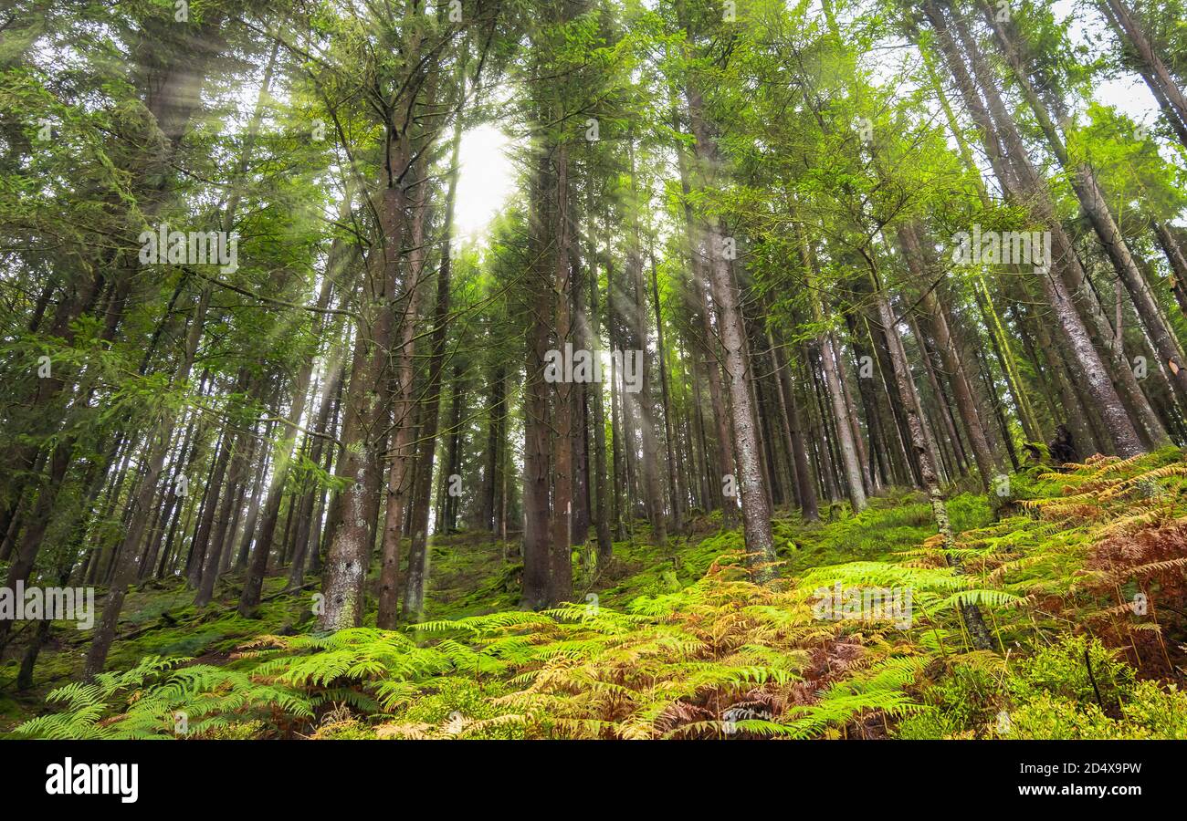 Angolo basso di un paesaggio forestale con luce solare attraverso gli alti pini sempreverdi nelle Ardenne del Belgio. Foto Stock