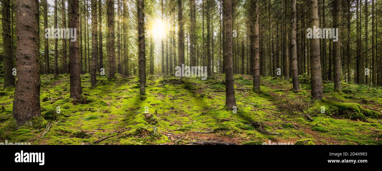 Bella foresta panoramica con il sole del mattino che splende attraverso gli alberi. Foto Stock