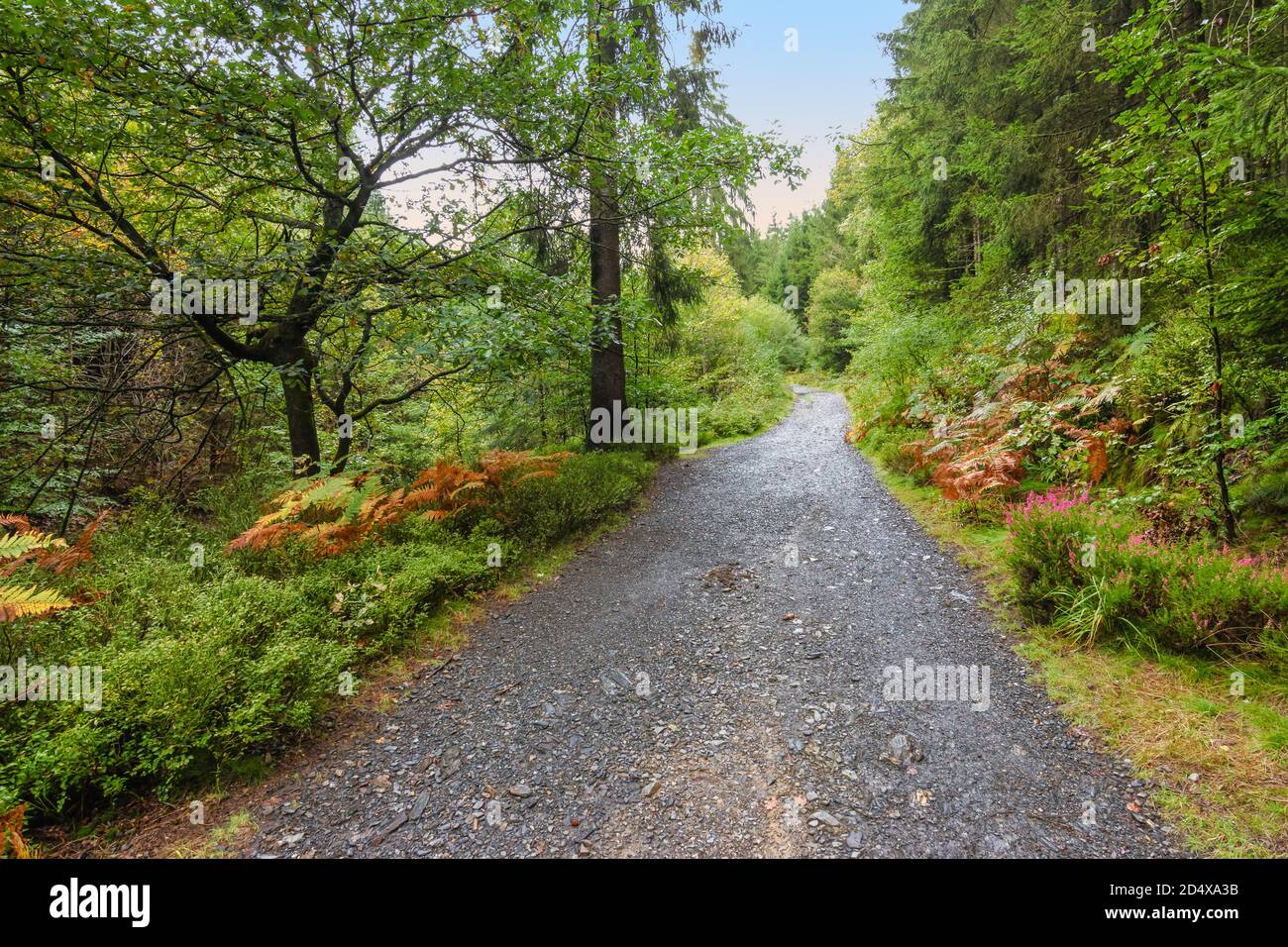 Percorso a piedi attraverso la bella foresta di Malmedy, Ardenne, Belgio. Foto Stock