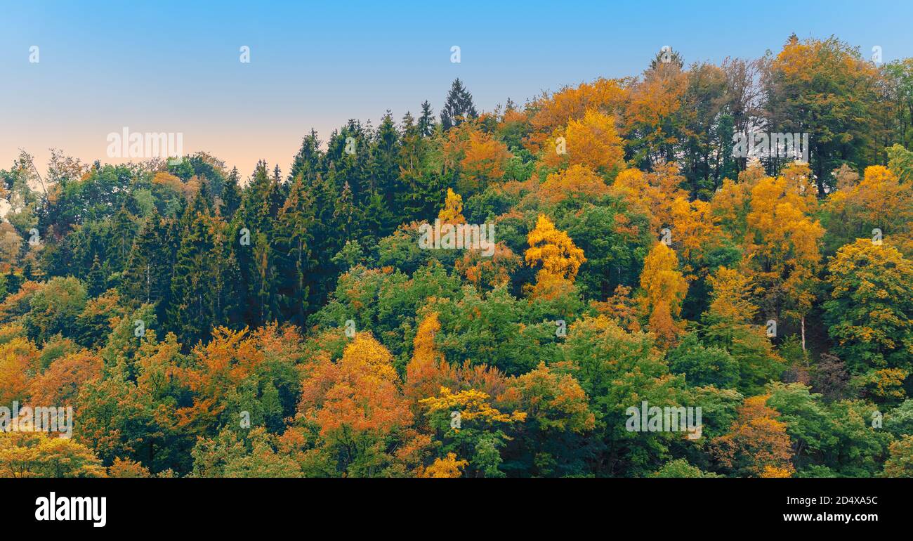 Paesaggio della foresta d'autunno nelle Ardenne. Foto Stock