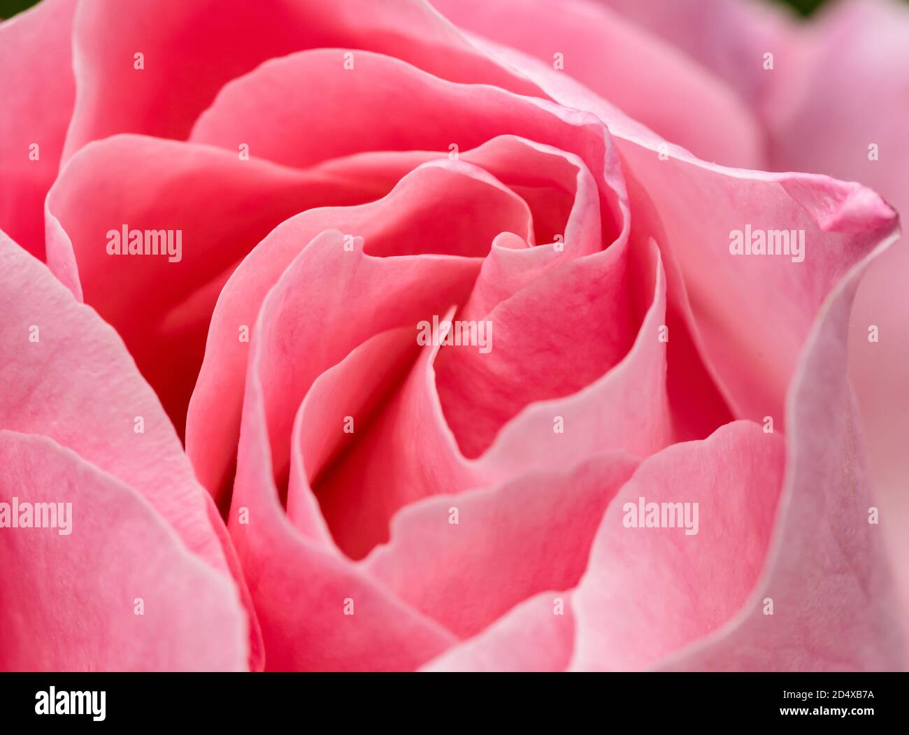 un primo piano rosa con dettagli Foto Stock