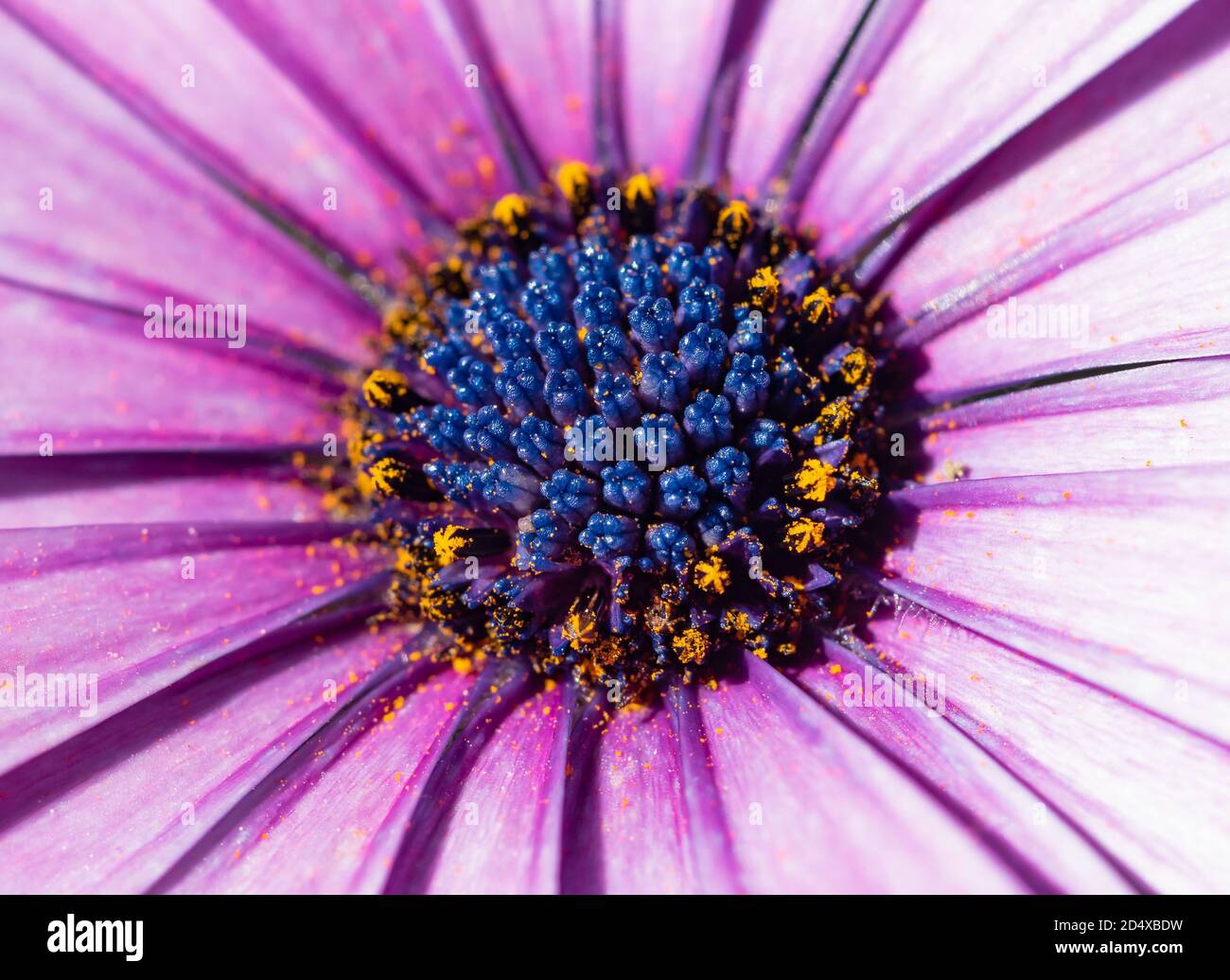 un particolare di fiore, il sito di polline Foto Stock