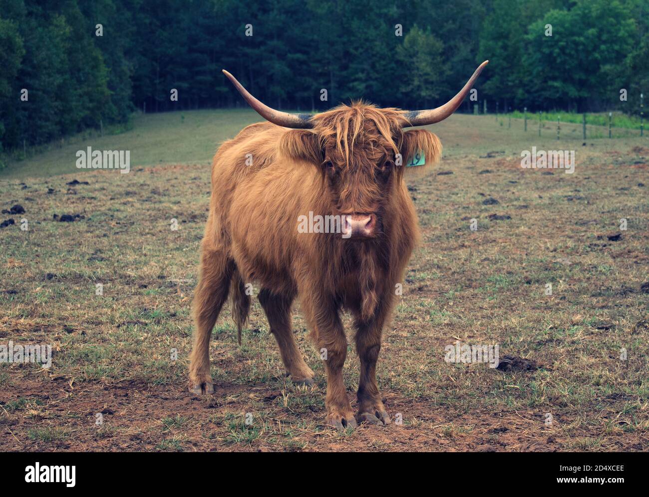 Focus su singola mucca di Highland nel campo di pascolo. Foto Stock