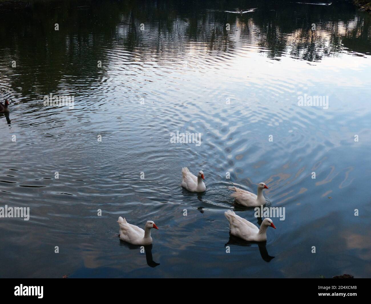 Anatra, oca nello stagno da solo con sfondo neutro senza gente Chico Mendes Parco vicino a Firenze Foto Stock