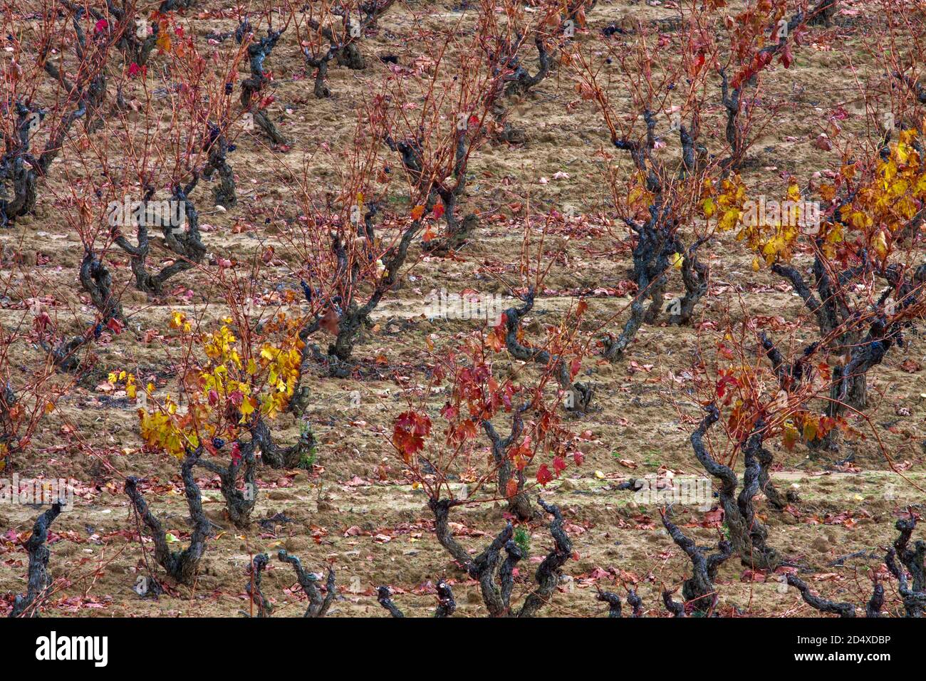 Autunno in vigna. La Rioja, Spagna. Foto Stock
