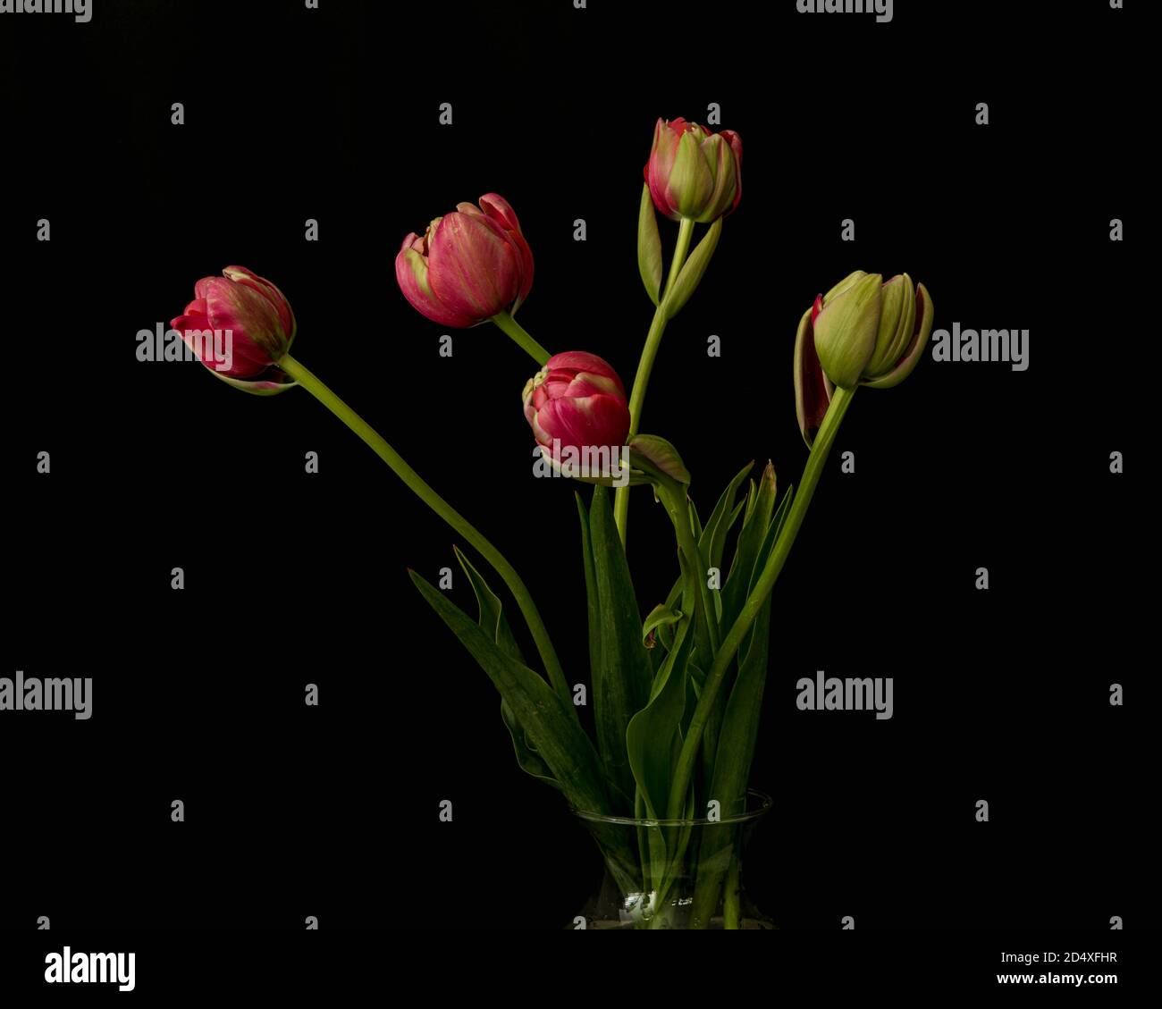 Bouquet di tulipani rosa e foglie verdi, in un vaso di vetro, visto dal lato, solo la parte superiore del contenitore mostrato, agasint fondo nero, con foglie Foto Stock