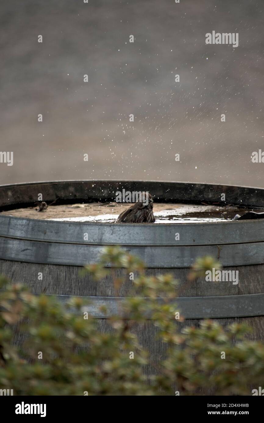 barile di vino da bagno di uccello Foto Stock