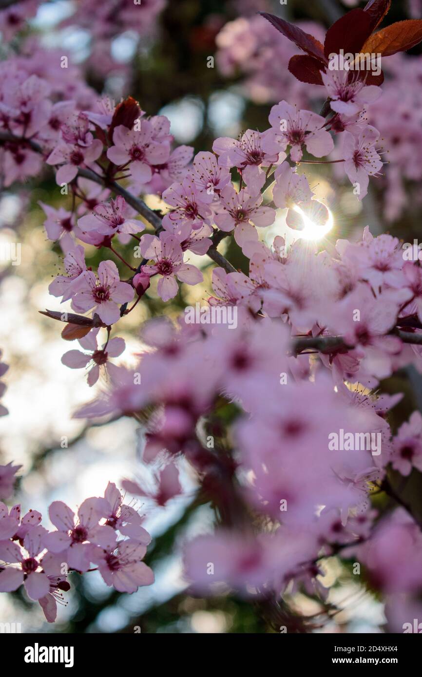 fiori di rosa Foto Stock