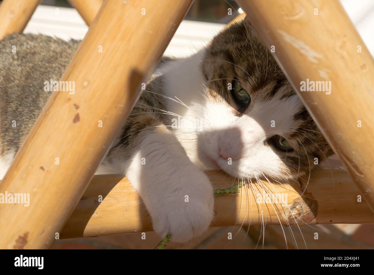 Il gatto con gli occhi verdi che giacciono su una sedia a sdraio cattura una lama di erba con la sua zampa. Foto Stock