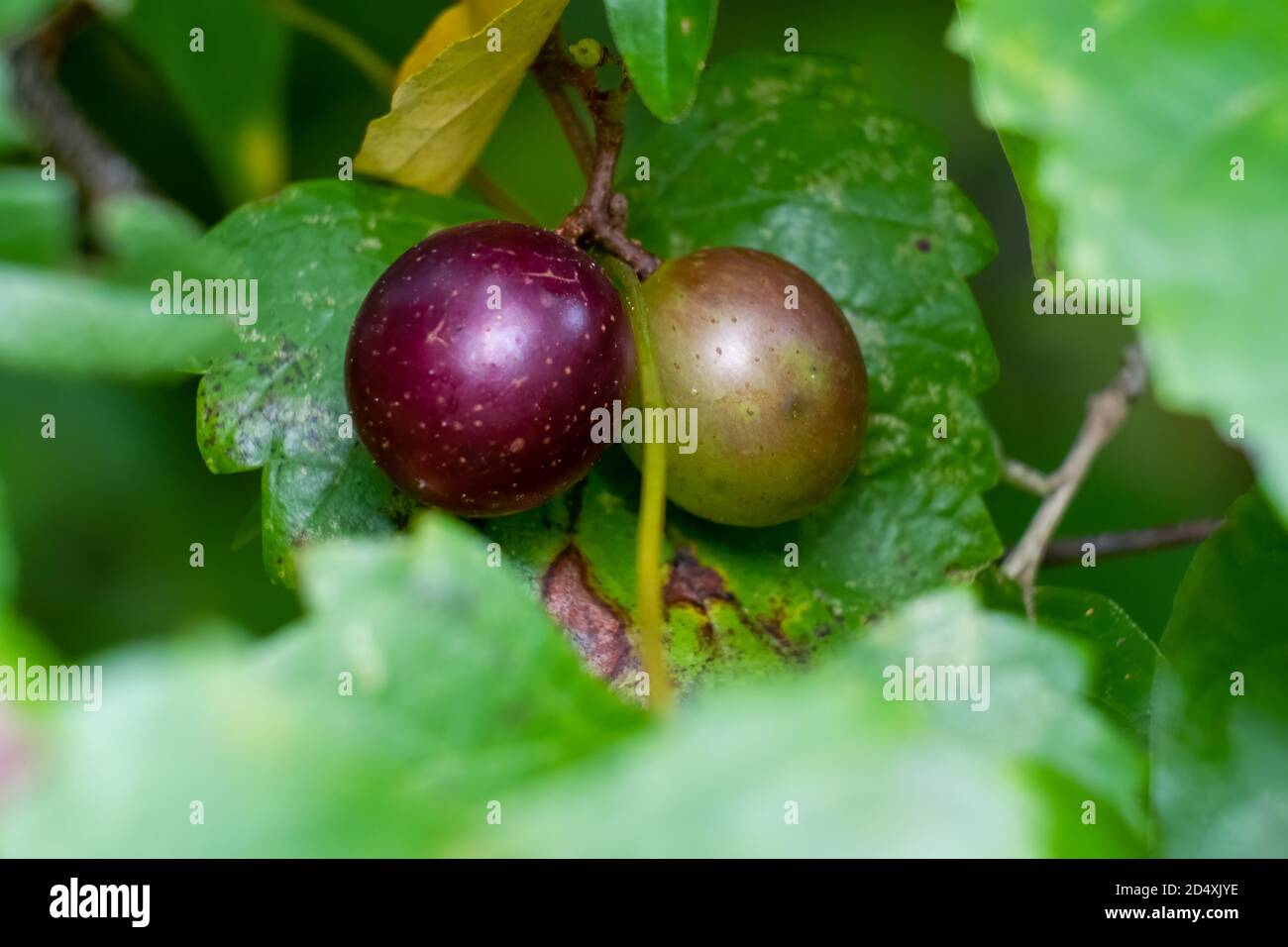 Un paio di Muscadine (Vitis rotundifolia). Raliegh, Carolina del Nord. Foto Stock