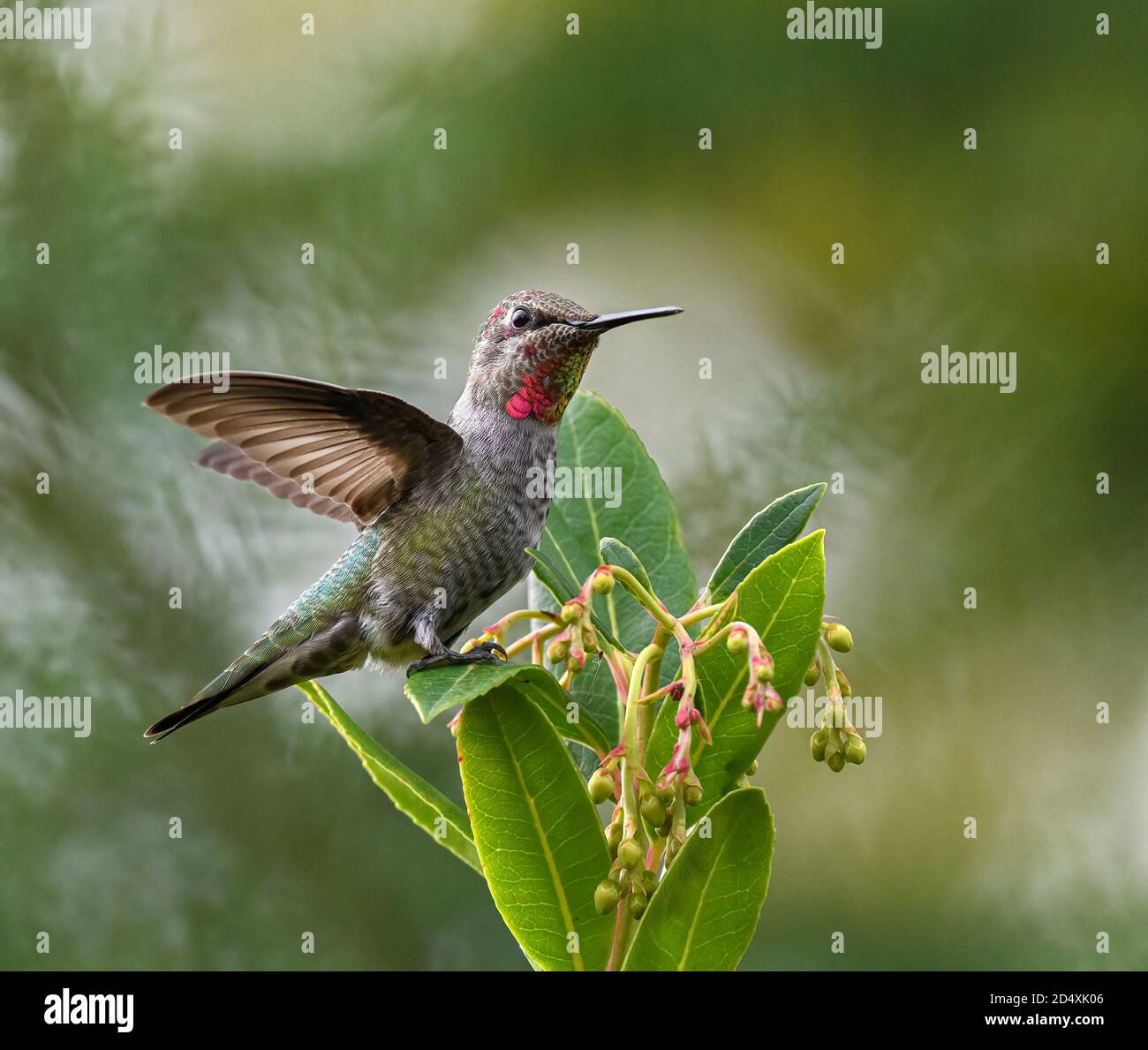 Il colibrì di Anna sta in piedi di una foglia con fogliame morbido dentro sfondo Foto Stock