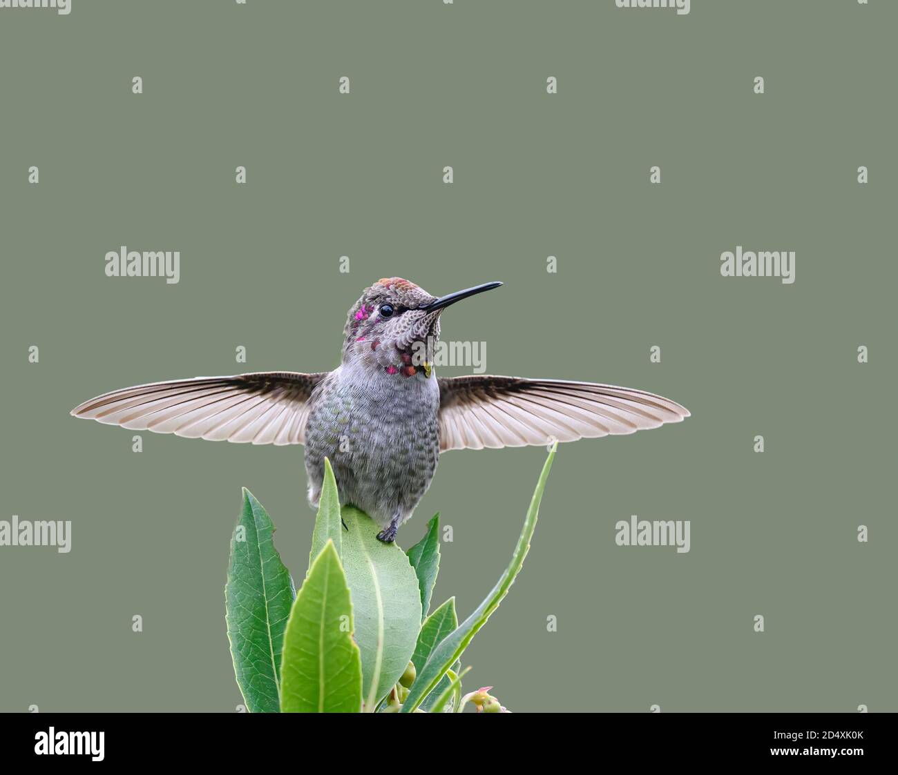 Il colibrì di Anna in esposizione territoriale con le ali sparse Foto Stock