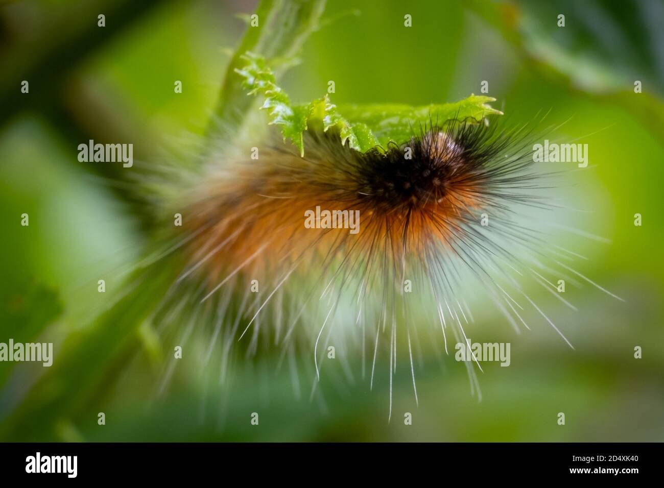 Vista frontale di una Tigre Virginiana (Spilosoma virginica). Raleigh, Carolina del Nord. Foto Stock