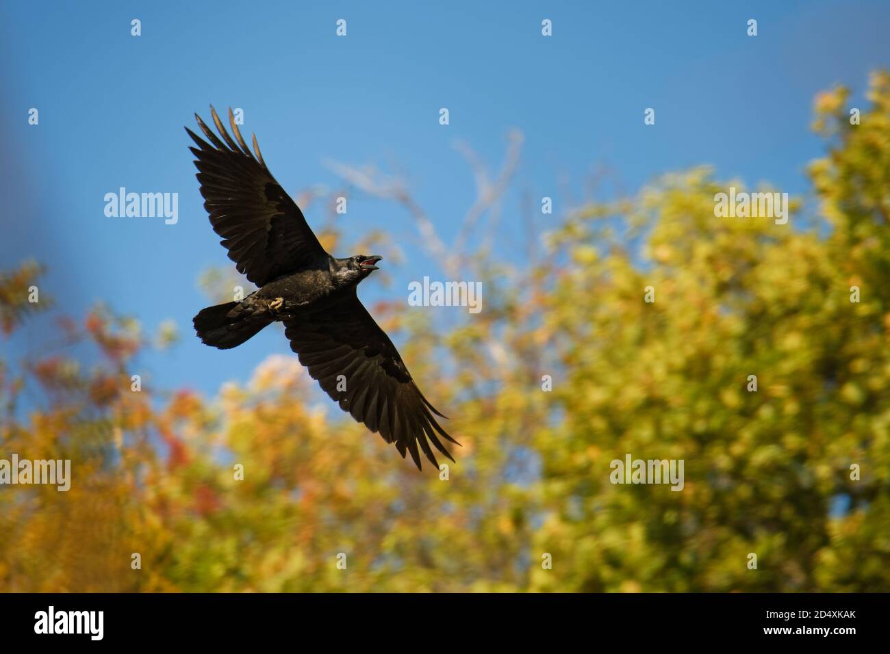 Comune Raven - Corvus corax noto anche come corvo occidentale o corvo settentrionale, è un grande uccello passerino tutto nero, molto intelligente, che vola nello sk Foto Stock