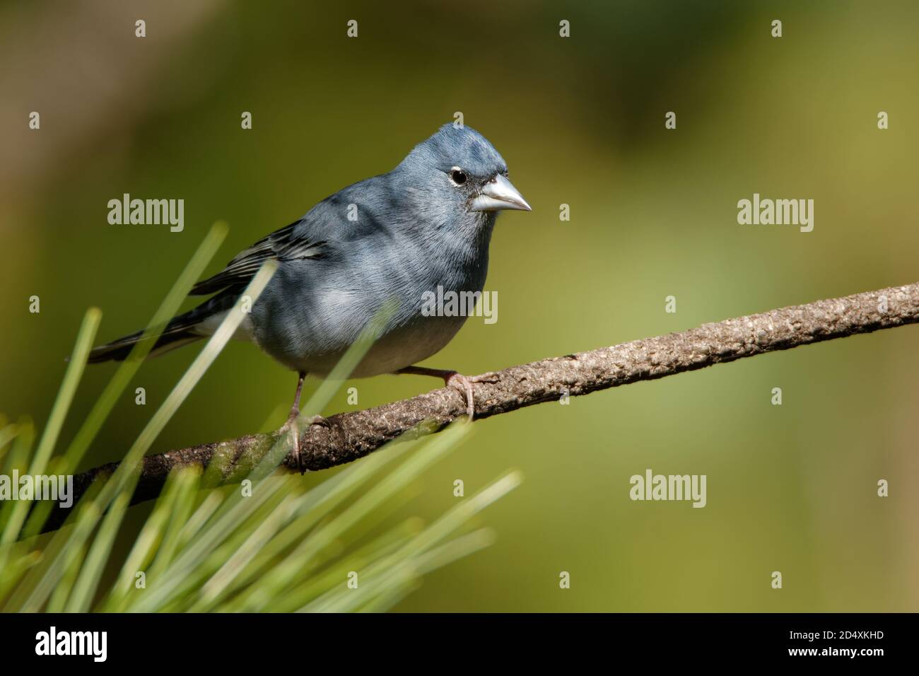 Blue Chaffinch - Fringilla teydea uccello endemico blu delle isole Canarie, specie di uccello passerino della famiglia delle fringillidae. È endemico a. Foto Stock