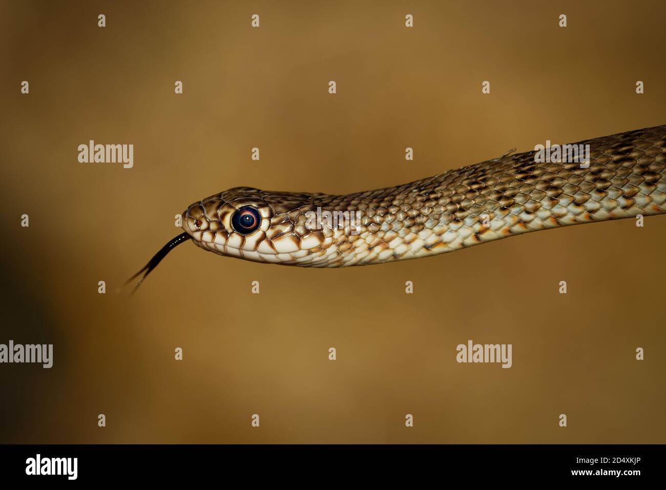 Serpente di frusta Caspian - Dolichophis caspius anche Coluber caspius, conosciuto come il grande serpente, la più grande specie di serpente in Europa, trovato nel Balk Foto Stock