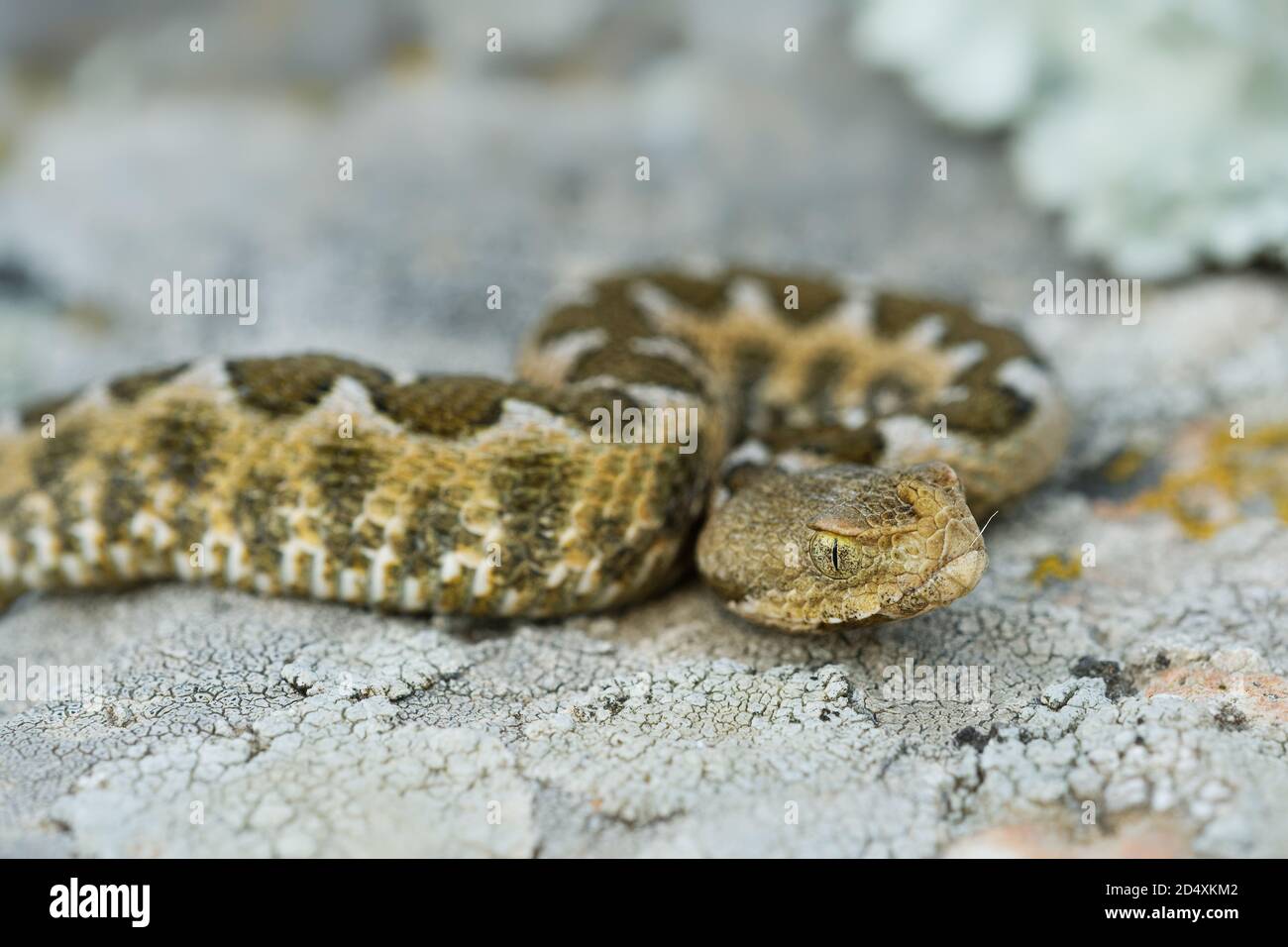 Vipera orlata al naso - Vipera ammodytes anche vipera orlata o a naso lungo, vipera orlata al naso o vipera di sabbia, specie che si trovano nell'Europa meridionale, Balcani e M. Foto Stock