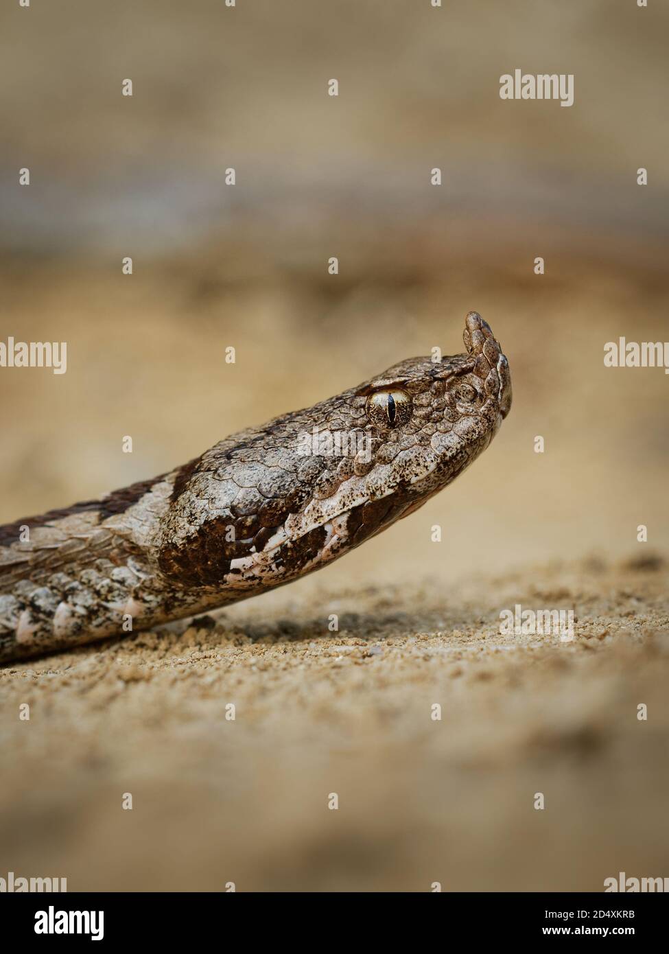 Vipera orlata al naso - Vipera ammodytes anche vipera orlata o a naso lungo, vipera orlata al naso o vipera di sabbia, specie che si trovano nell'Europa meridionale, Balcani e M. Foto Stock