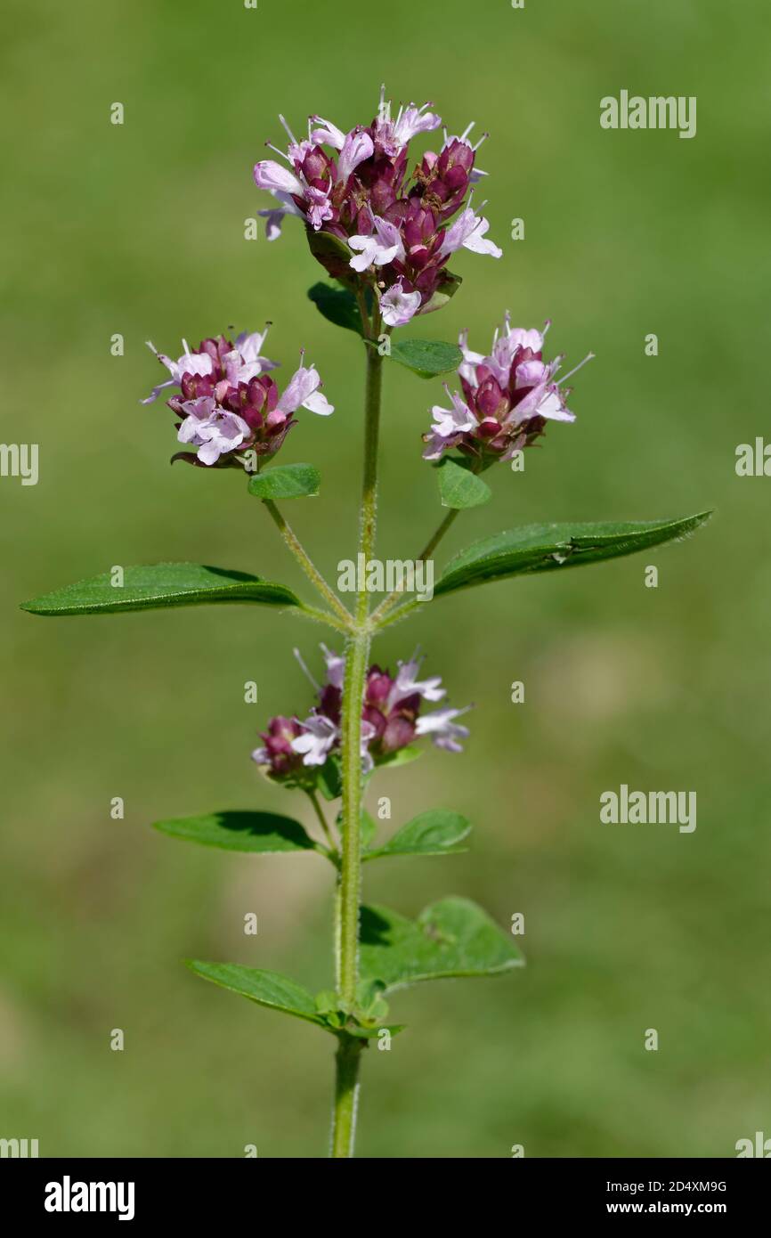 Wild Marjoram - Origanum vulgare, fiori su sfondo disinnescato Foto Stock