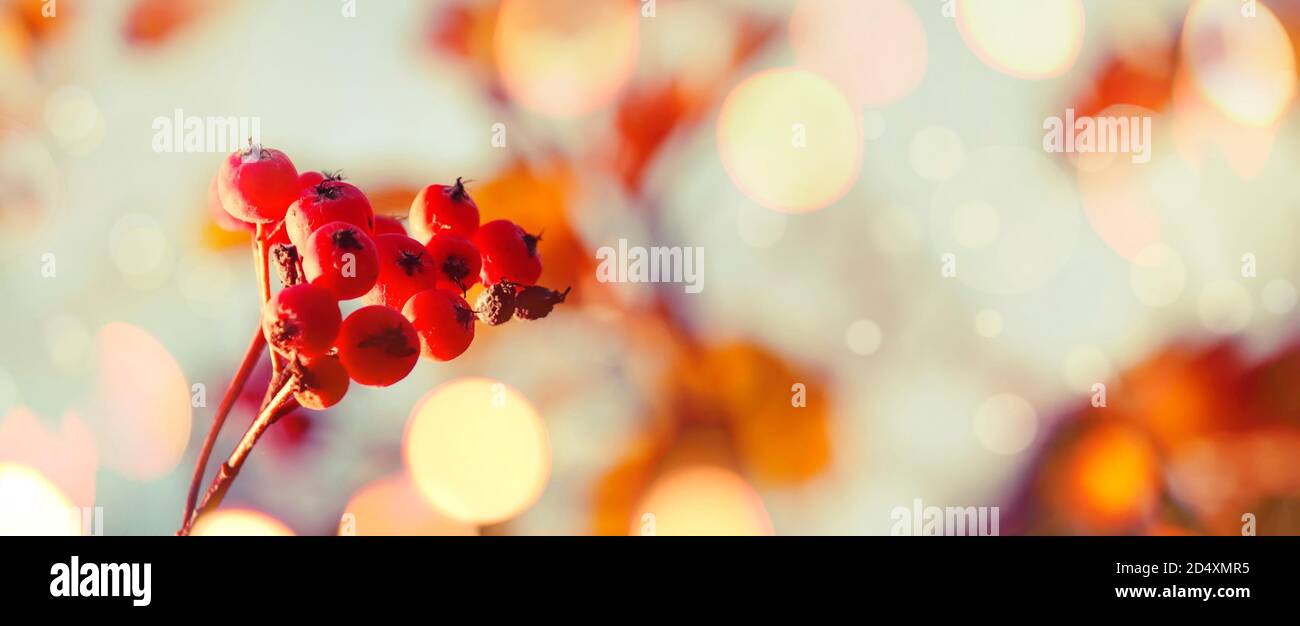 Sfondo naturale autunnale con bacche arancioni e cielo blu, paesaggio autunnale, filtro vintage, banner, posto per il testo Foto Stock