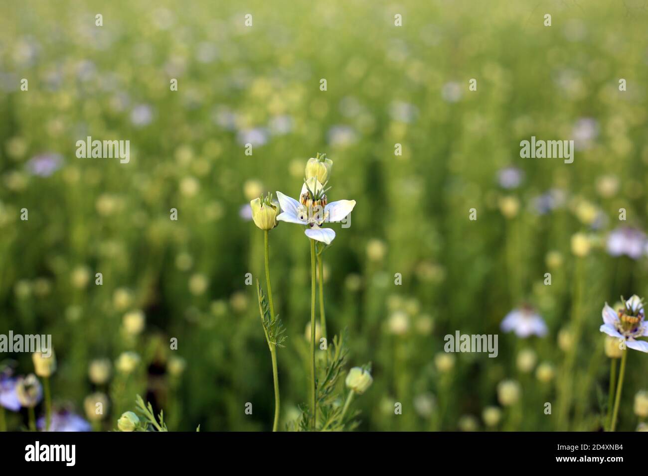 Cumino verde nero che cresce sul campo con fiori Foto Stock