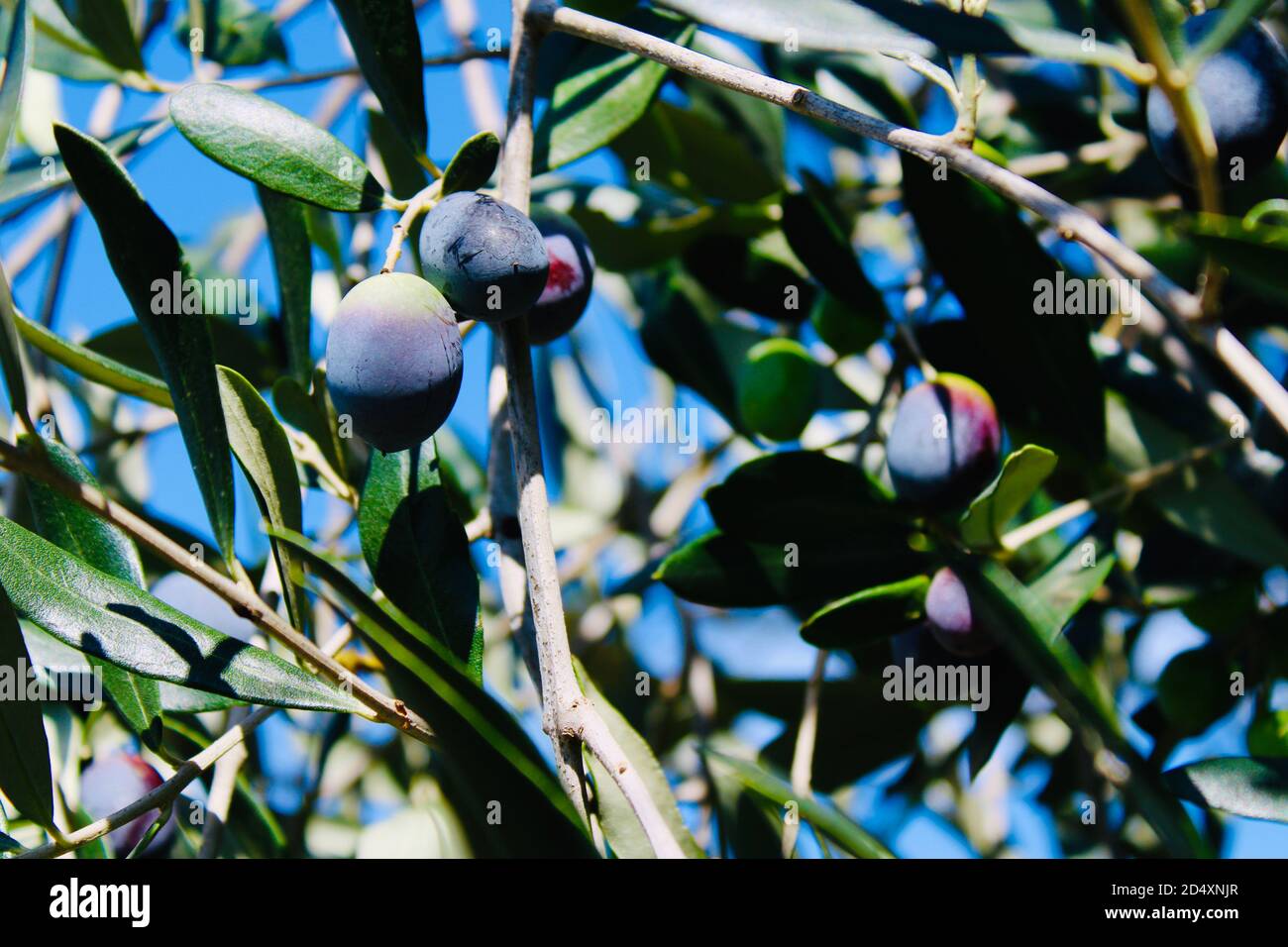 frutta d'oliva su olivicoltura a roma italia Foto Stock