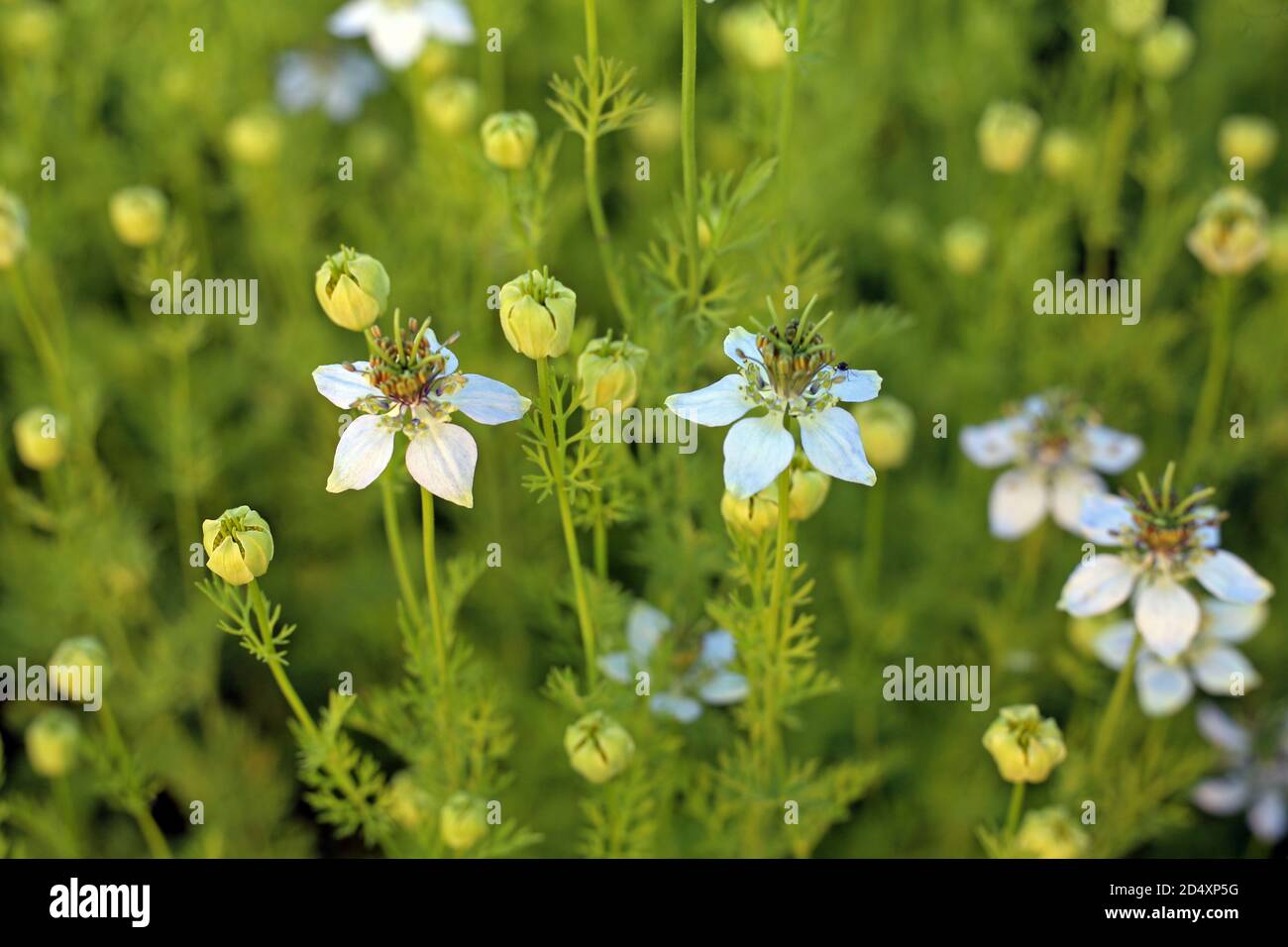 Cumino verde nero che cresce sul campo con fiori Foto Stock