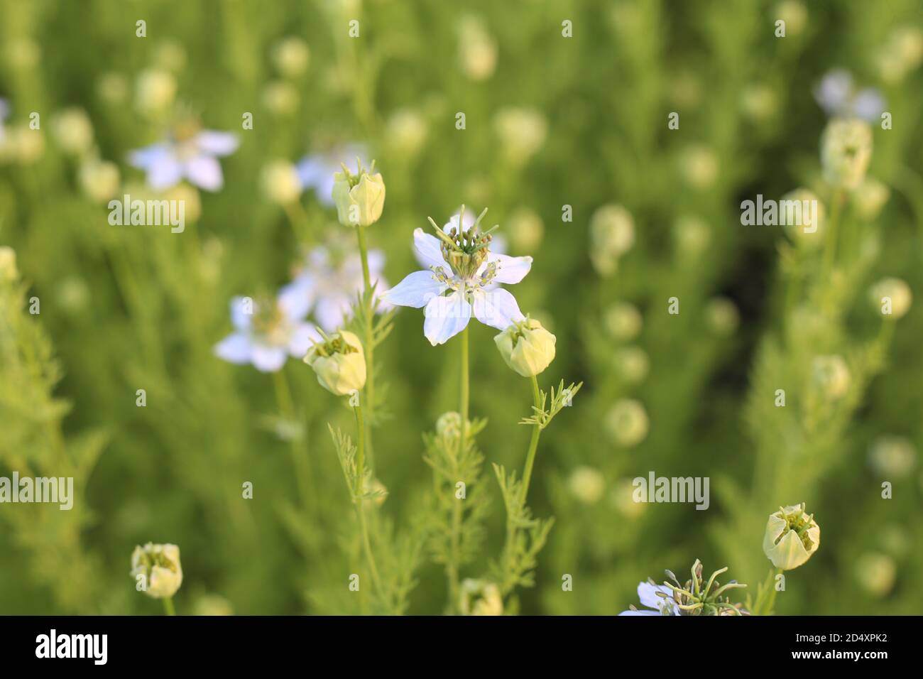 Pianta verde di cumino nero che cresce sul campo con fiori Foto Stock