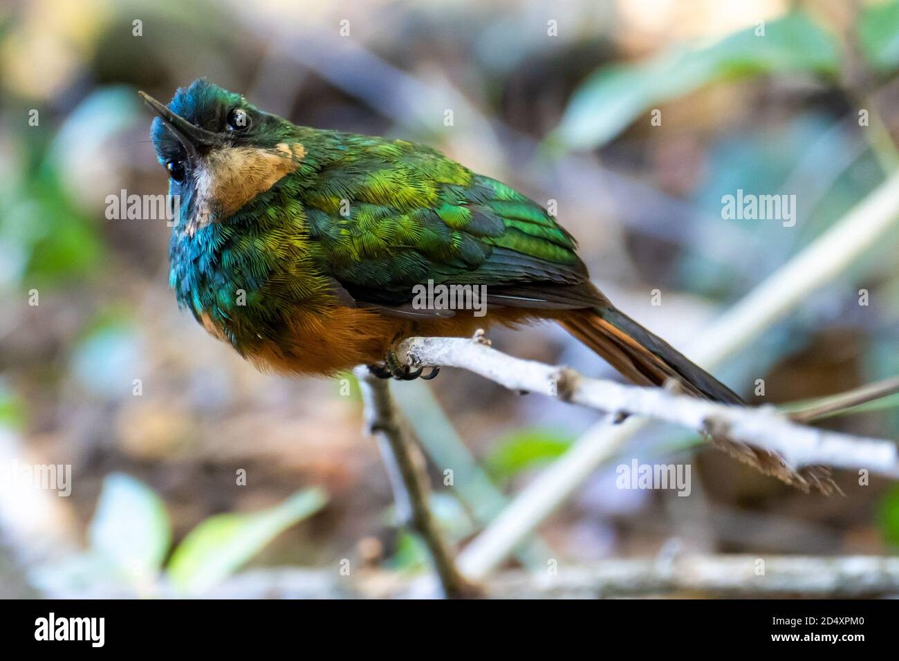 Il jacamar dalla coda rufosa (Galbula ruficauda) È un uccello vicino-passerino che si alleva nel nuovo tropicale Mondo in Brasile Foto Stock
