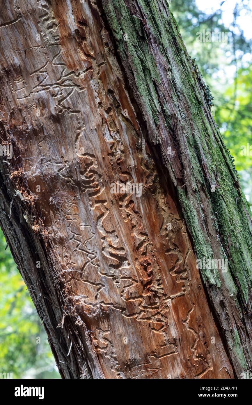 Prova di Bark Beetle, morto albero di cedro bianco (Thuja occidentalis), MI, USA, di James D Coppinger/Dembinsky Photo Assoc Foto Stock