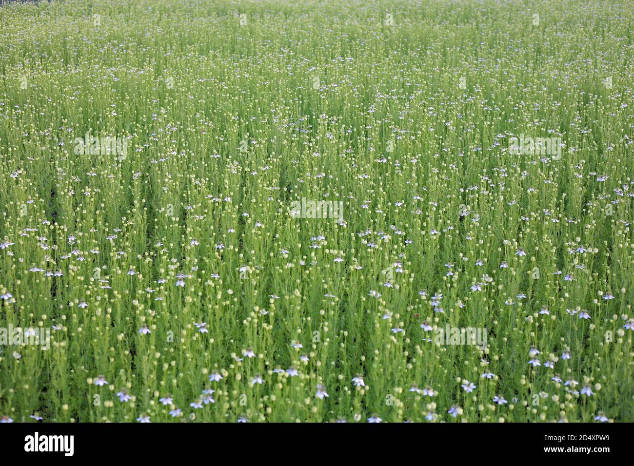 Pianta verde di cumino nero che cresce sul campo con fiori Foto Stock